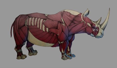 Rhino Anatomy, Vet Anatomy, Anatomy Help, Animated Anatomy, Rhino Art, Mechanical Animals, Body References, Animals Drawing, Biology Art