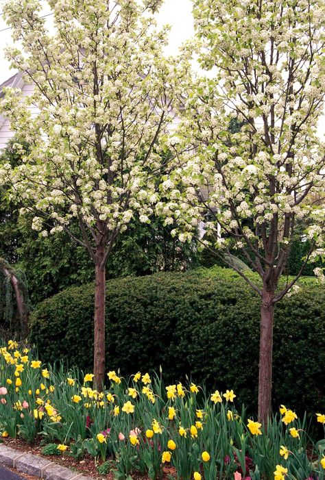 Callery pear (Pyrus calleryana) is fast-growing and has small, white flowers in the spring and colorful foliage in the fall.  #gardening #gardenideas #plantingtrees #howtoplantatree #bhg Ornamental Pear Tree, Bradford Pear Tree, Flowering Pear Tree, Trees For Front Yard, Tattoo Plant, Grasses Garden, Aesthetic Flower, Pear Tree, Flowers Aesthetic