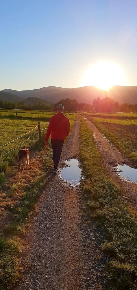 German shepherd, sunset, walking, sun, nature Walking With Dog, Uk House, Walking Man, The Sunset, Dog Walking, German Shepherd, Best Friend, Walking, Dogs