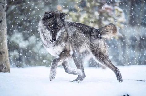 Wolf Sitting Back View, Wolf Dynamic Pose, Wolf Pictures Wildlife Photography, Wolf Laying Down, Wolf Poses Reference, Wolf Reference Sheet, Wolves Reference, Wolf Snarling, Wolf Jumping