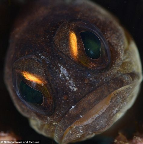 angry fish?  tropical jawfish.  Kapalai House Reef. Semporna Sabah, Angry Fish, Sabah Malaysia, Fish Tropical, Bottom Of The Sea, Salt Water Fish, Ocean Fishing, Water Life, Deep Blue Sea