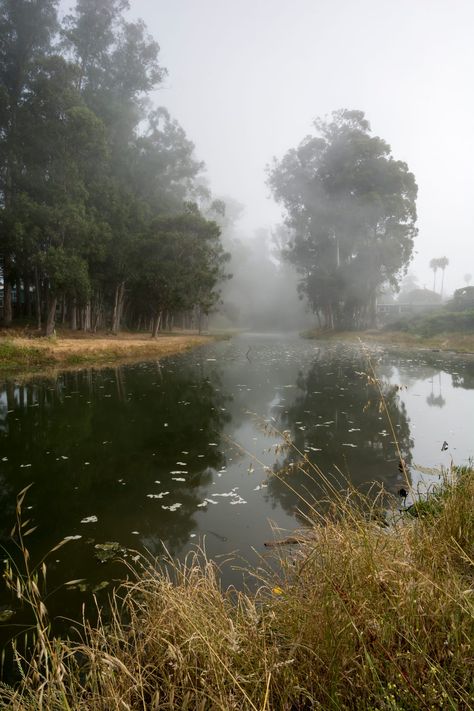 Dark Lake, Crawdads Sing, Dark Landscape, Light Study, Summer Storm, Eco Travel, Morning Mist, Green Lake, Books Aesthetic