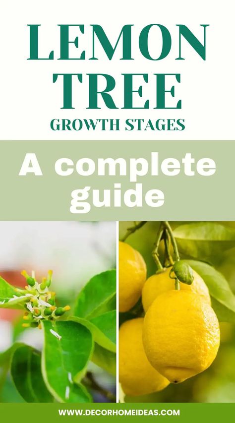 Unlock the secrets of lemon tree growth stages with this comprehensive guide. From germination to maturity, learn about each crucial stage in the life cycle of lemon trees, enabling you to nurture and care for them effectively, resulting in a fruitful and thriving citrus garden. Eureka Lemon Tree, Lemon Tree Potted, Key Lime Tree, Grow Lemon, Eureka Lemon, Meyer Lemon Tree, Lemon Seeds, How To Grow Lemon, Growing Trees