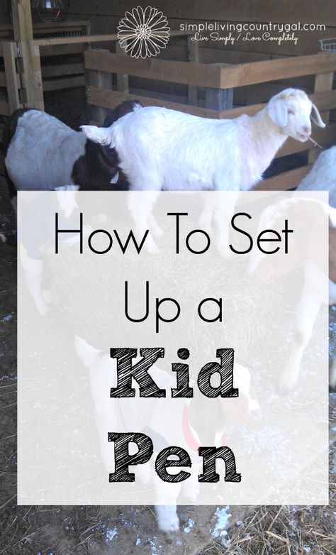 I did not realize the importance of having a pen for only the baby goats.  If you are new to goats, read to find out why and how to have a kid pen. Keeping Goats, Pygmy Goats, Goat Shelter, Goat Pen, Goat House, Raising Farm Animals, Goat Care, Goat Barn, Goat Kidding