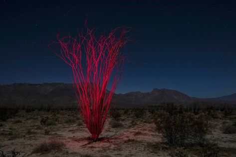 Night Desert Art, Colorful Landscape Photography, Desert Night, Desert At Night, Red Desert, Desert Landscape, Ocotillo Plant, Desert Landscape Art, Night Landscape Photography