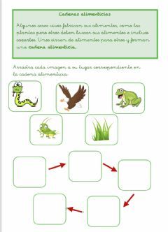 Cadena Alimentaria Idioma: español (o castellano) Curso/nivel: Primero de Primaria Asignatura: Ciencias de la Naturaleza Tema principal: Cadena alimenticia Otros contenidos: animales Food Chain Activities, Food Chain, Floral Poster, School Subjects, Online Workouts, Google Classroom, Indonesia, Education, Quick Saves