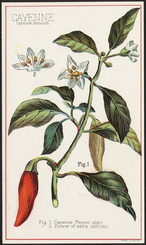 Plant Notes, Capsicum Annuum, Botanical Tattoo, Pepper Plants, Trade Cards, Botanical Drawings, Plant Illustration, Medicinal Plants, Cayenne