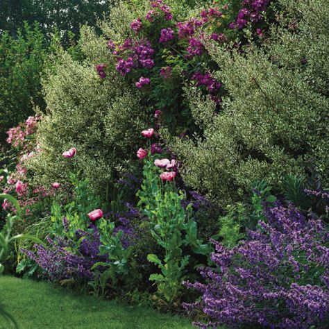 Natural Property Border, Property Line Border Ideas, Wildflower Garden Border Ideas, Backyard Property Line Landscaping, Mixed Privacy Border, Mixed Evergreen Hedge, Layered Planting Landscaping Ideas, Native Privacy Landscaping, Landscape Property Line