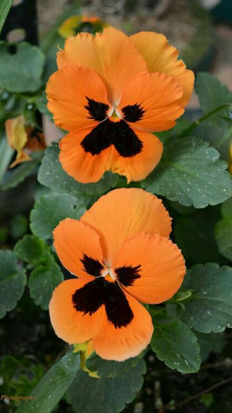 Orange Pansies, Orange Pansy, Flower Garden Images, Nature Iphone Wallpaper, Garden Images, Pansies Flowers, Fruit Garden, Screenprinting, Flower Embroidery Designs