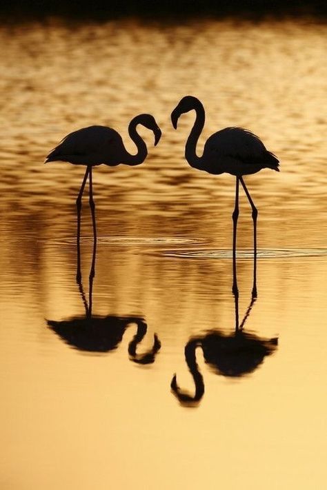 Composition Photo, Willy Ronis, Reflection Photos, Black And White Beach, Silhouette Photography, Pink Bird, Take Better Photos, Black White Photos, Foto Inspiration