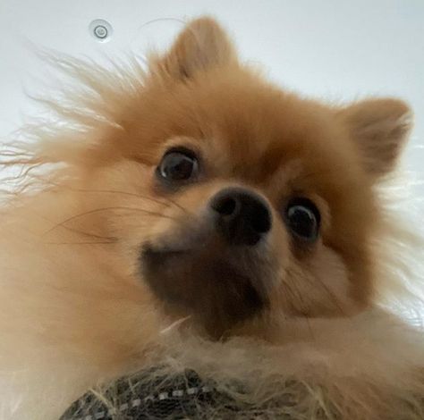 14 Funny Pomeranian Memes That Will Make You Smile! | Page 2 of 3 | PetPress Pomeranian Memes, Funny Pomeranian, Shih Tzu Funny, Staffordshire Bull Terriers, Teacup Pomeranian, Dog Movies, Cute Pomeranian, Dog Obedience Training, Teacup Yorkie