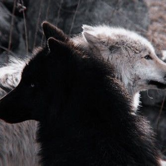 Werewolf Aesthetic, Wolf Pictures, Gray Aesthetic, Wolf Dog, Black Wolf, White Wolf, Wolf Art, Fantasy Aesthetic, Book Inspiration