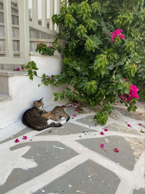 Cats Flowers, Vision Board Pictures, Dream Vacations Destinations, Europe Summer, Italian Summer, Flowers Plants, Summer Dream, European Summer, Greece Travel