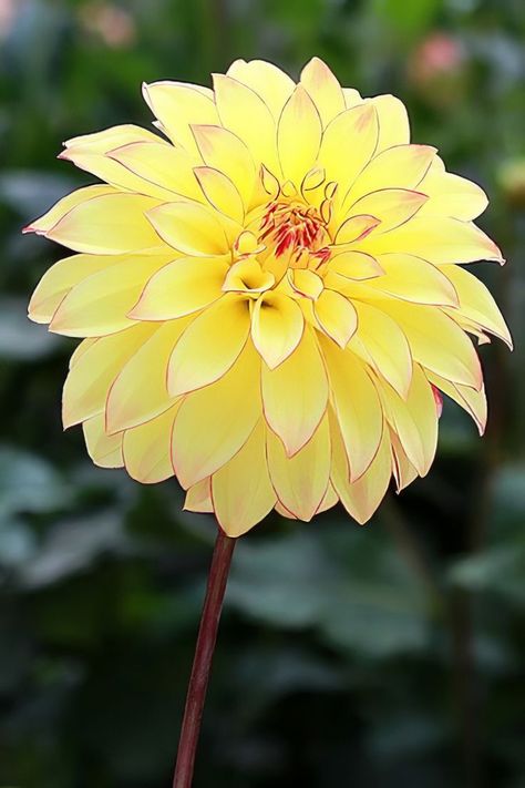 Dahlia Pinnata Dahlias Garden, Gubahan Bunga, Unusual Flowers, Dahlia Flower, Beautiful Flower Arrangements, Yellow Flower, Exotic Flowers, Beautiful Blooms, Flowers Nature