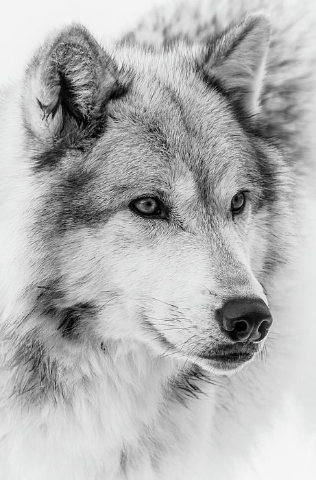 Nature Euphoria - the-smiling-wolf: 😊🐺💖 Wolf Face, A Wolf, Close Up, Black And White, Yellow, White, Black