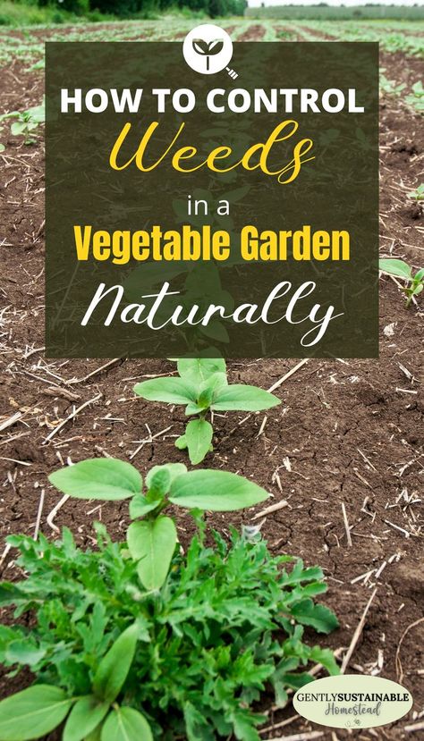 Killing Weeds, Cover Crops, Garden Weeds, Garden Design Layout, Garden Help, Veg Garden, Wood Chips, Fruit Garden, Garden Layout