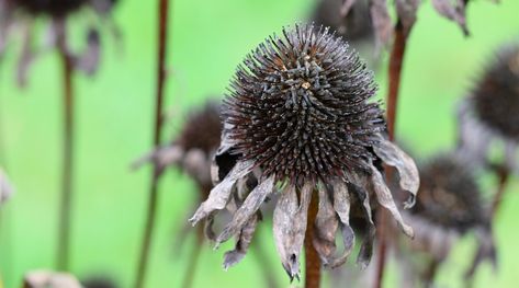 Harvesting Coneflower Seeds, When To Plant Coneflower Seeds, Coneflower Seed Saving, Planting Coneflower Seeds, When To Plant Corn, Coneflower Seeds, Sowing Seeds, Garden Remedies, Seed Starting Mix