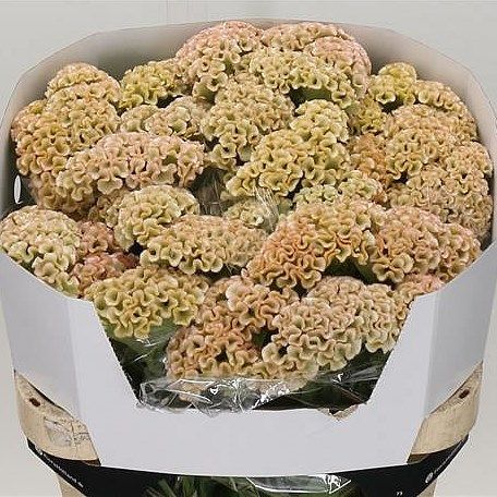 Celosia Haute Couture, also known as Cockscomb is a Pink/Salmon cut flower. Celosia Flower Arrangement, Celosia Flower, October Flowers, April Flowers, Florist Supplies, Floral Accessories, May Flowers, Country Gardening, Rice Krispie Treat