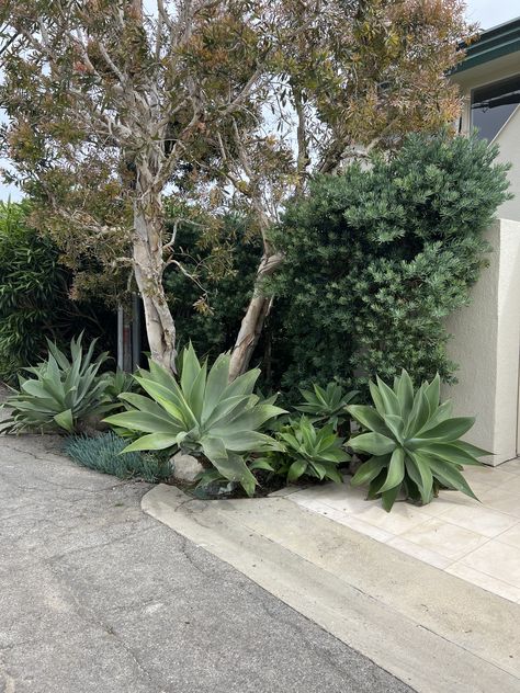 California Coastal Garden, Foxtail Agave Landscape, Agave Plant Landscaping, Agave Landscaping, Mediterranean Front Yard, Foxtail Agave, Agave Garden, Mediterranean Landscape Design, Beach House Garden