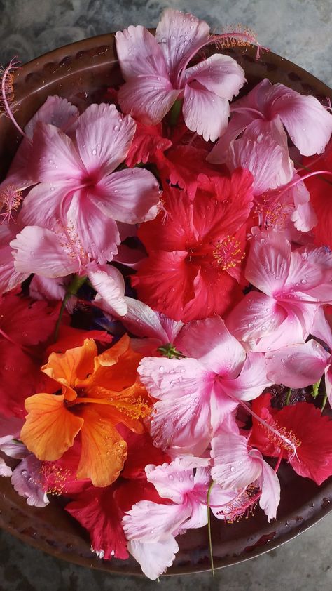 Propagate Hibiscus, Aesthetic Flowers, Nothing But Flowers, Flower Therapy, Indian Aesthetic, Flower Petals, Love Flowers, Flower Wallpaper, Flowers Photography