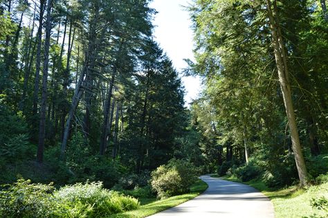 Loft Inspiration, Jogging Track, Long Driveways, Biltmore Estate, Home N Decor, Asheville, Driveway, Garden Ideas, North Carolina