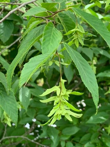 Carpinus caroliniana, the American hornbeam, is a small hardwood tree in the genus Carpinus. American hornbeam is also known as blue-beech, ironwood, and musclewood. It is native to eastern North America, from Minnesota and southern Ontario east to Maine, and south to eastern Texas and northern Florida. It also grows in Canada (southwest Quebec and southeast Ontario). (Source: Wikipedia, '', http://en.wikipedia.org/wiki/Carpinus_caroliniana, CC BY-SA 3.0 . Photo: (c) Dwayne Estes, some rights re Carpinus Caroliniana, Hornbeam Tree, Ironwood Tree, Northern Florida, Southern Ontario, Photo C, Native Garden, Diy Landscaping, Ontario