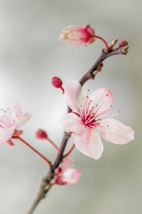 Prunus | Bloomin' photo © Jeremy Sage | Jeremy Sage | Flickr Painting Flowers Tutorial, Flowers Tutorial, Wallpaper Ipad, Japan News, Flower Tutorial, Beautiful Life, Photo Reference, Ipad Wallpaper, Dresden