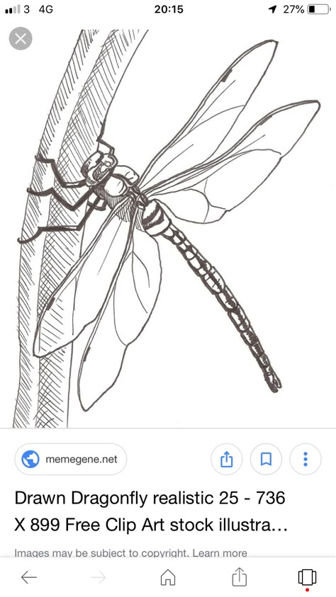 Dragonfly Anatomy Drawing, Doodling Animals, Dragonfly Pictures, Insect Drawings, Stain Art, Dragonfly Images, Fly Drawing, Dragonfly Drawing, Book Sewing