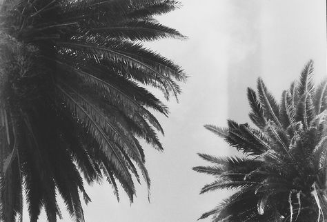 Lana Del Rey Albums, Summer Wines, Black And White Aesthetic, Porto Portugal, White Aesthetic, Summer Aesthetic, Photo Dump, Lana Del Rey, Palm Trees