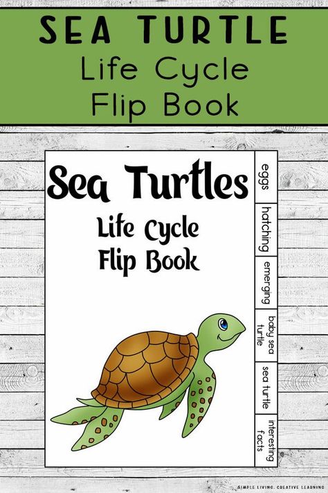 Kids will love learning about the five different parts of a sea turtle life cycle with this fun Sea Turtle Life Cycle Flip book. Ocean Flip Book, Kids School Organization, Turtle Classroom, Sea Turtle Life Cycle, Turtle Life Cycle, Turtle Activities, Family Literacy Night, Zoo Crafts, Turtle Facts