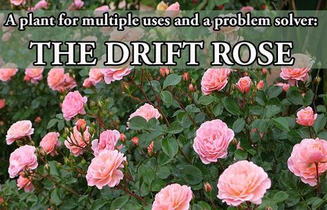 By Richard Flowers, ACCNP Green Thumb Nursery- Ventura A plant for multiple uses and a problem solver:  The Drift ® Rose Do you want a plant that can be used as a ground cover for erosion control on a slope?  What about something that can be integrated with almost any type of planting and look [...] Ground Cover Roses Perennials, Drift Roses Front Yards, Drift Roses Landscape, Drift Roses Landscape Ideas, Rose Ground Cover, Types Of Rose Bushes, Groundcover Roses, Austin Garden, Rose Garden Landscape