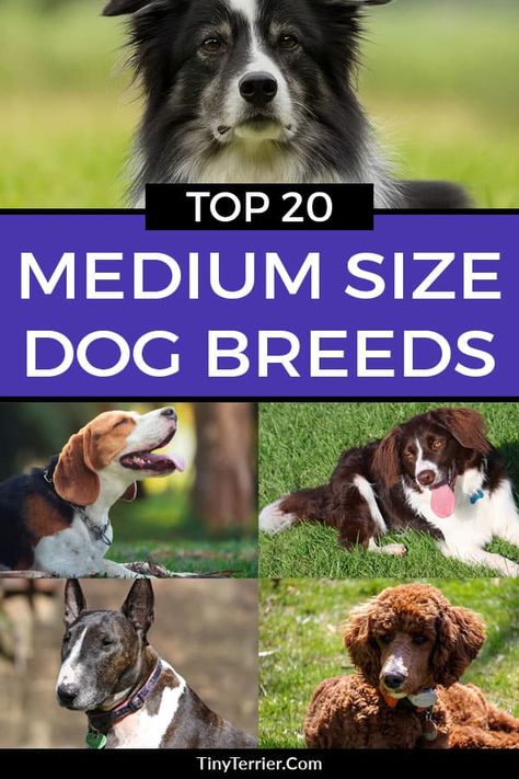 Medium Size Dog Breeds, Dog Breeds Chart, Low Maintenance Dog Breeds, Medium Dog Breeds, Medium Sized Dogs Breeds, Miniature Dog Breeds, Calm Dog Breeds, Cavachon Dog, Types Of Dogs Breeds