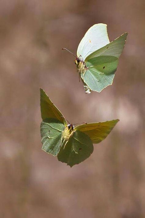 Cleopatra butterfly - their wings look like they're made of leaves. Macro Fotografia, Green Butterflies, Moth Caterpillar, Beautiful Bugs, Butterfly Kisses, Creepy Crawlies, Arthropods, Airbrush Art, Falling Leaves