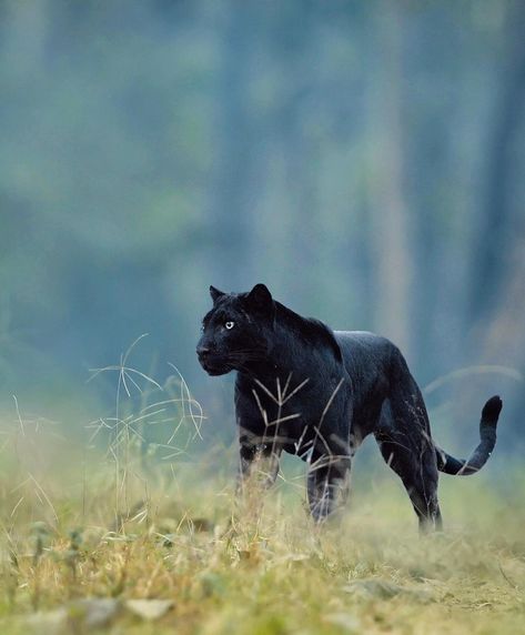 Panther Leopard, Jaguar Animal, Black Jaguar, Trail Camera, Majestic Animals, Amazing Animals, Black Leopard, Leopards, Animal Planet