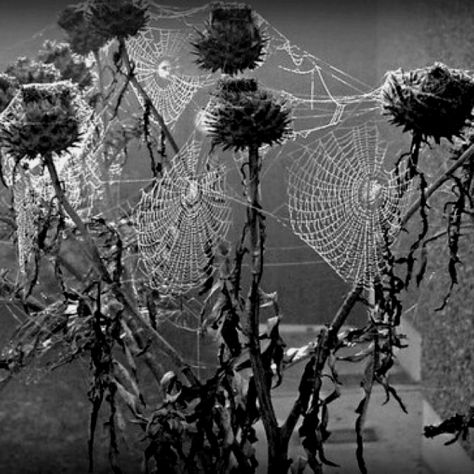 . Spider Aesthetic, Goth Spider, Goth Garden, Itsy Bitsy Spider, Mother Art, Spider Art, Dark Love, Midnight Garden, Grey Gardens