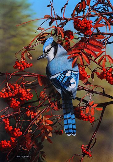 Beautiful Birds Photography Nature, Fall Birds, Blue Jay Bird, Jay Bird, Airbrush Art, Nature Birds, Backyard Birds, Bird Pictures, Exotic Birds