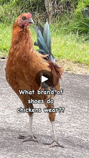 610K views · 17K reactions | Just some silly chicken humor 🤪😜😛

.
.
.
.
.

#funny #instacute #funnyvideos #facebookreels #happy #chicken #chickens #rooster #roosters #backyardchickens #cute | Baylee the Malshi | hoopzig · Original audio Rooster Memes Funny, Chicken Jokes, Jokes Videos, Chicken Feed, Hilarious Funny, Chicken Humor, Humor Funny, Chickens Backyard, Chicken Coop