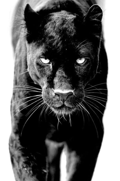 Black Jaguar Animal, Unique Animal Tattoos, Jaguar Wallpaper, Jungle Tattoo, Black Panther Cat, Black Panther Tattoo, Panther Pictures, Tier Tattoo, Panther Cat