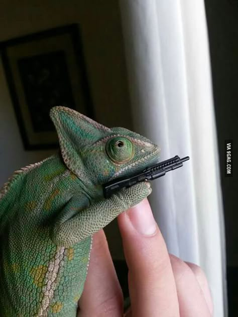 To the guy that said that we need more reptiles in 9gag... here is my chameleon, Emma - 9GAG Pet Chameleon, Cute Animals Videos, Cute Animal Character, Veiled Chameleon, Cute Lizard, Cute Animal Memes, Cute Reptiles, Pet Ideas, Funny And Cute