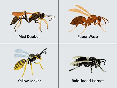 How to Prevent and Get Rid of Wasps, Including a Guide to the Most Popular Types Types Of Wasps, Wasp Repellent, Get Rid Of Wasps, Bad Bugs, House Maintenance, Indoor Ideas, Wasp Nest, Bug Control, Container Gardening Flowers