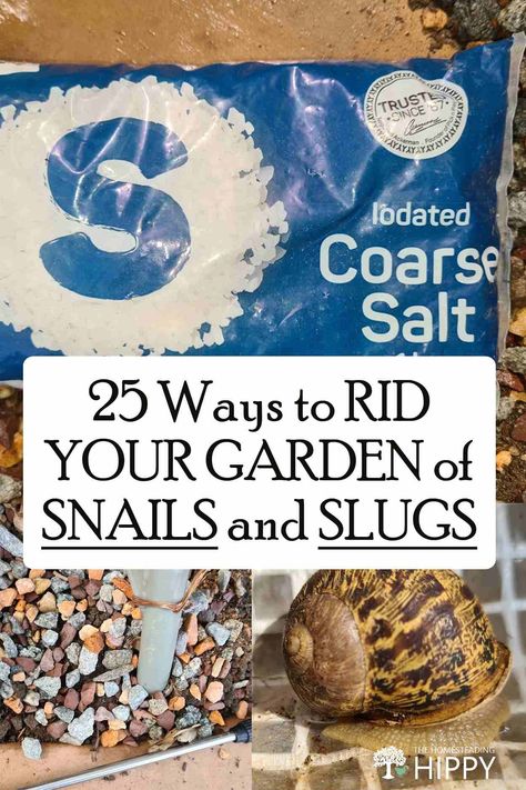 Two dozen ways to get rid of snails and slugs in the garden. Some are nicer than others... but they all should work when used together. #gardening #pests #snails #slugs Slug Control, Getting Rid Of Slugs, Slugs In Garden, Bad Bugs, Snails In Garden, Garden Site, Garden Remedies, Insect Control, Garden Pests