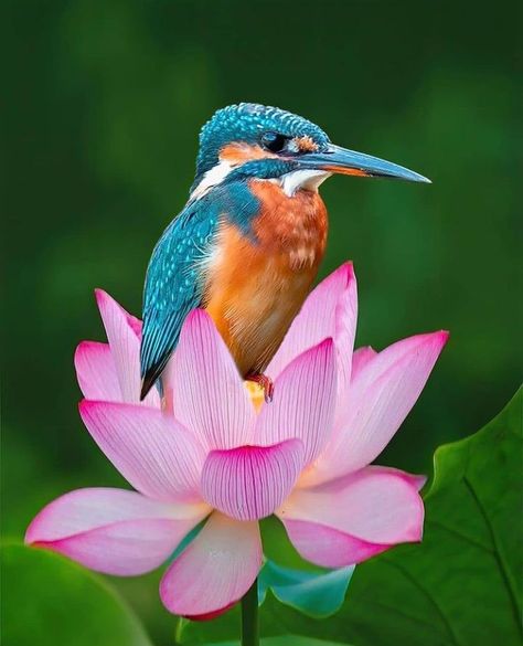 best_birds_photography - Common Kingfisher Common Kingfisher, Kingfisher Bird, Most Beautiful Birds, Bird Pictures, Exotic Birds, Pretty Birds, Colorful Birds, Alam Yang Indah, Bird Photography