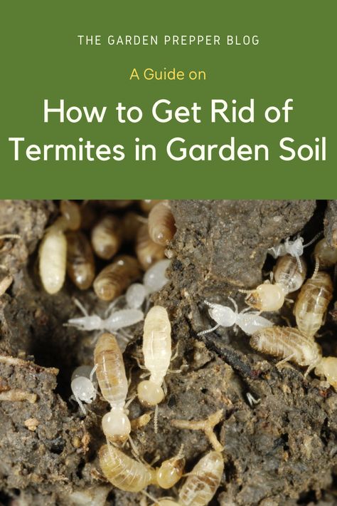 how to get rid of termites in garden soil How To Get Rid Of Termites Outside, How To Get Rid Of Termites In The House, Termites Diy How To Get Rid, Kill Bugs, Garden Problems, Community Gardens, Bug Control, Termite Control, Diy Treats