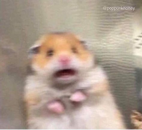 Shock Meme, Scared Face, Funny Hamsters, Funny Profile, Memes Br, Funny Profile Pictures, Meme Template, Funny Reaction Pictures, Cute Profile Pictures