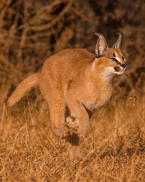 Caracal (Caracal caracal) / Caracal / Image by ashleyvincentphotography (Ashley Vincent Photography) from instagram Caracal Aesthetic, Caracal Therian, Cat Movement, Caracal Cat, Jesus Art Drawing, Cat Poses, Cat Reference, Upcoming Artists, Cat Pose