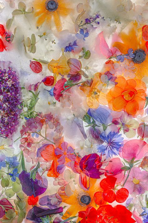 Joe Horner, British Flowers, Colorful Aesthetic, Floral Photography, Flower Backgrounds, Art Floral, Abstract Flowers, Flower Wallpaper, Colorful Flowers