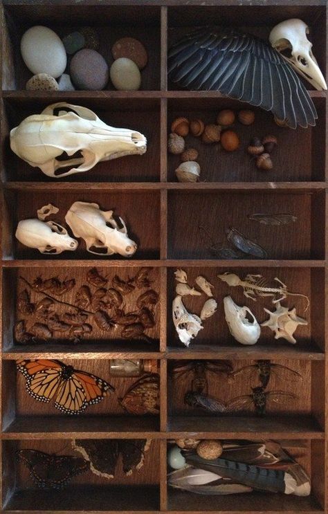 More curiosities Indrid Cold, Cabinet Of Curiosity, Goblincore Aesthetic, Curiosity Cabinet, Natural Magic, Taxidermy Art, Vulture Culture, Bone Art, Cabinet Of Curiosities