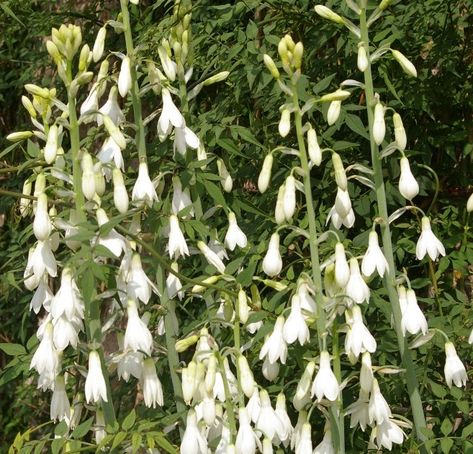 Galtonia Candicans, Cottage Plants, Different Species, Front Garden, South African, Planting, Cottage, Plants, Nature