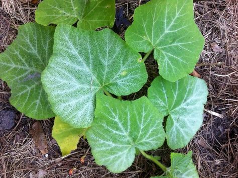 Squash Leaves, Zucchini Plants, Squash Plant, Pumpkin Leaves, Fall Crafts Diy, All About Plants, Calm Down, A Pumpkin, My Garden