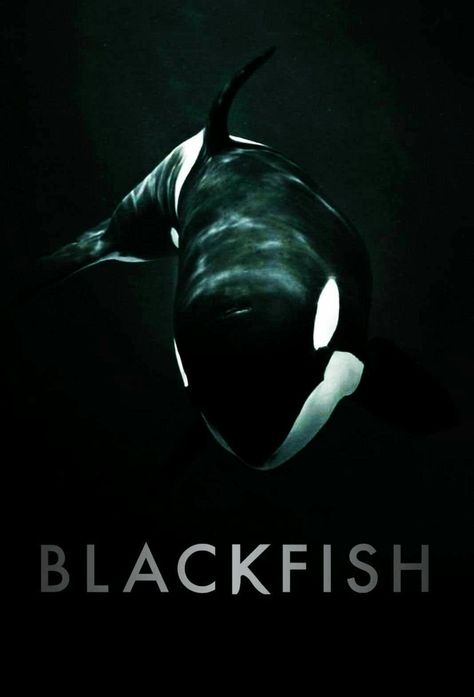 Black fish Blackfish Documentary, Vegan Documentaries, Films On Netflix, Before The Flood, Black Fish, Animal Agriculture, Uni Room, Best Documentaries, Animal Sanctuary